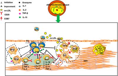 Mechanistic Insight into PPARγ and Tregs in Atherosclerotic Immune Inflammation